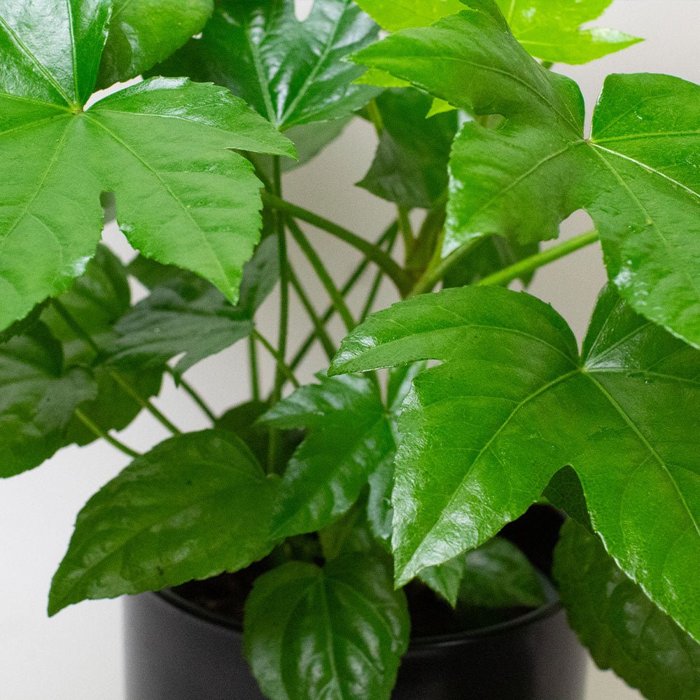 A close up image of Fatsia Japonica