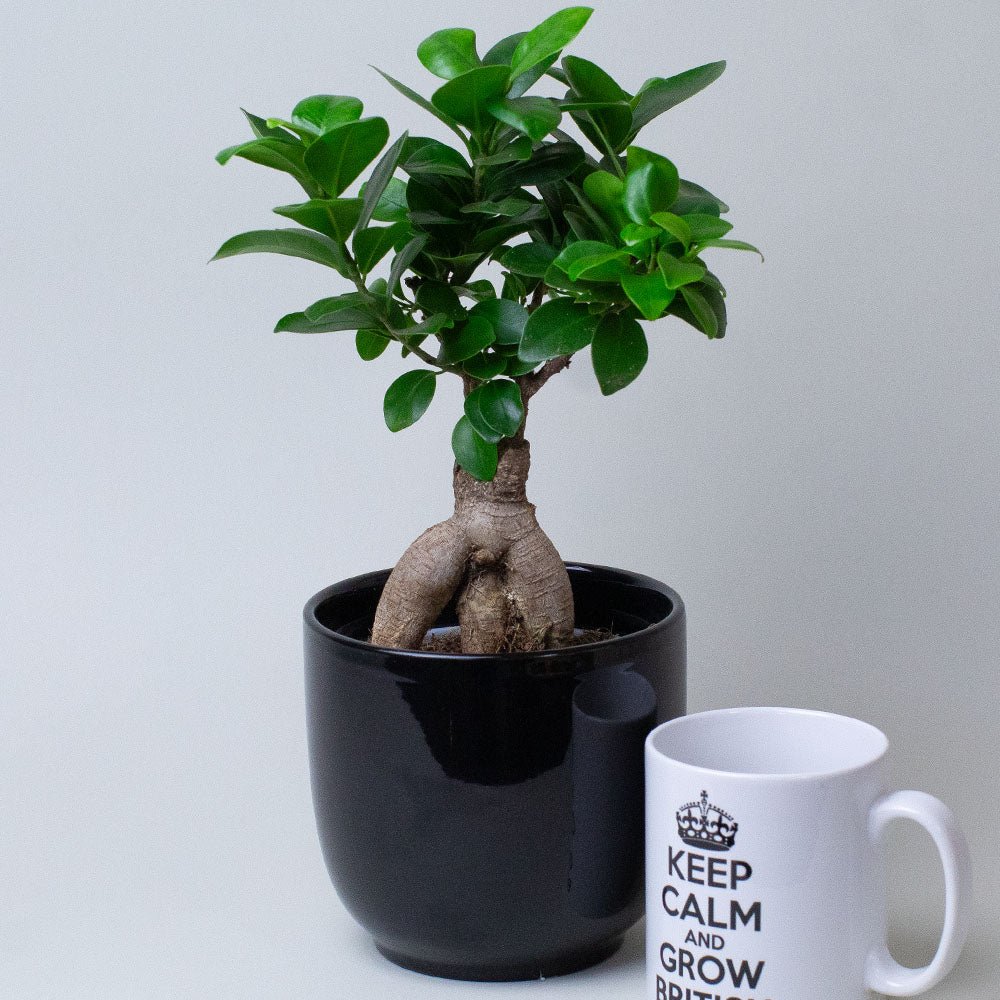 Ficus Ginseng plant in a black pot next to a white mug with text on a light gray background