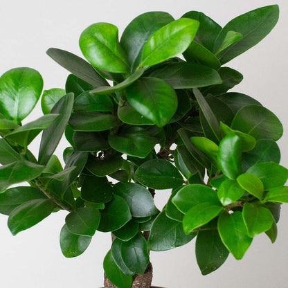 Close-up of a potted plant Ficus Ginseng with green leaves on a plain background