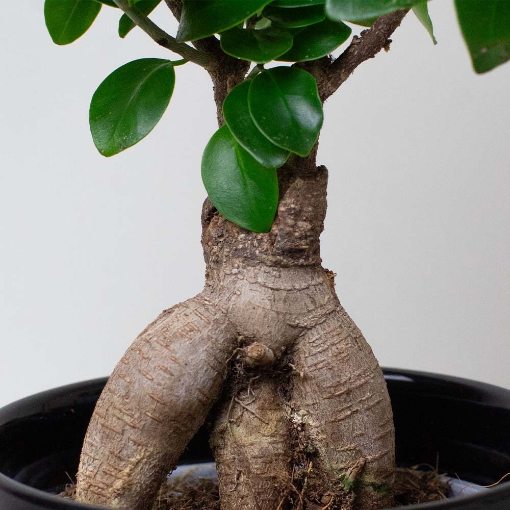 Bonsai tree Ficus Ginseng with root system in a pot against a plain background
