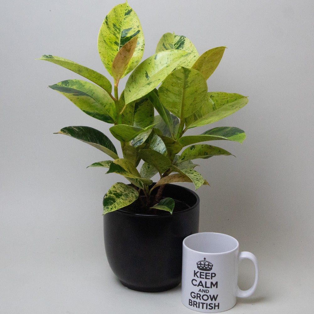 Ficus elastica next to a mug with text on a plain background