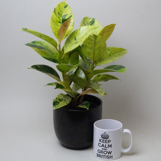 Ficus elastica next to a mug with text on a plain background