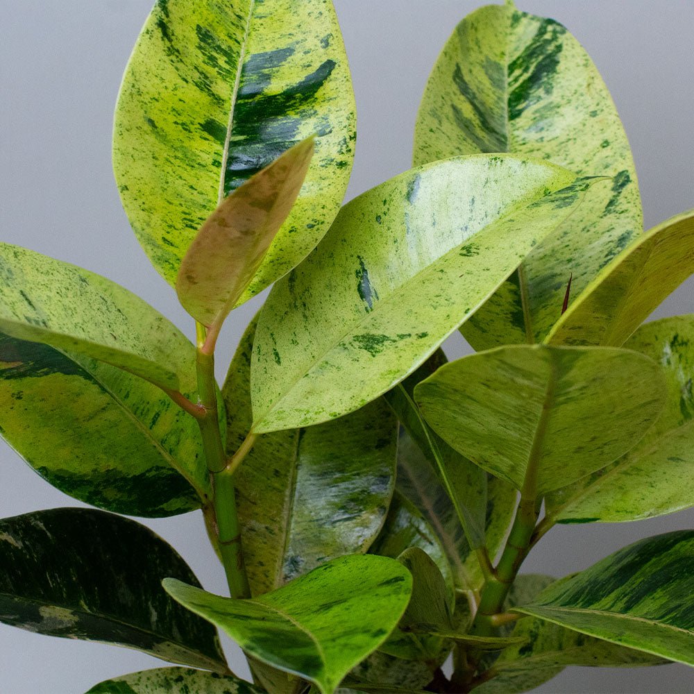 Ficus elastica close up