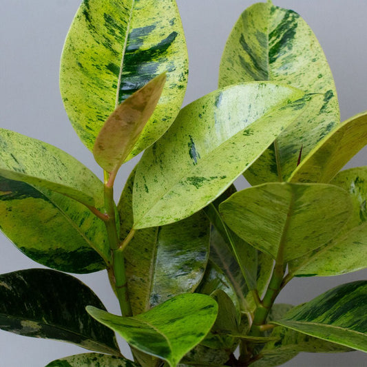 Ficus elastica close up