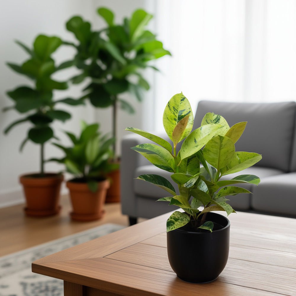 Ficus elastica on a wooden table with blurred indoor plants and a sofa in the background