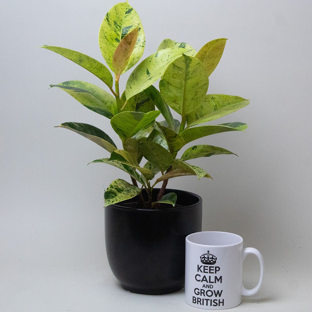 Ficus elastica next to a mug with text on a plain background