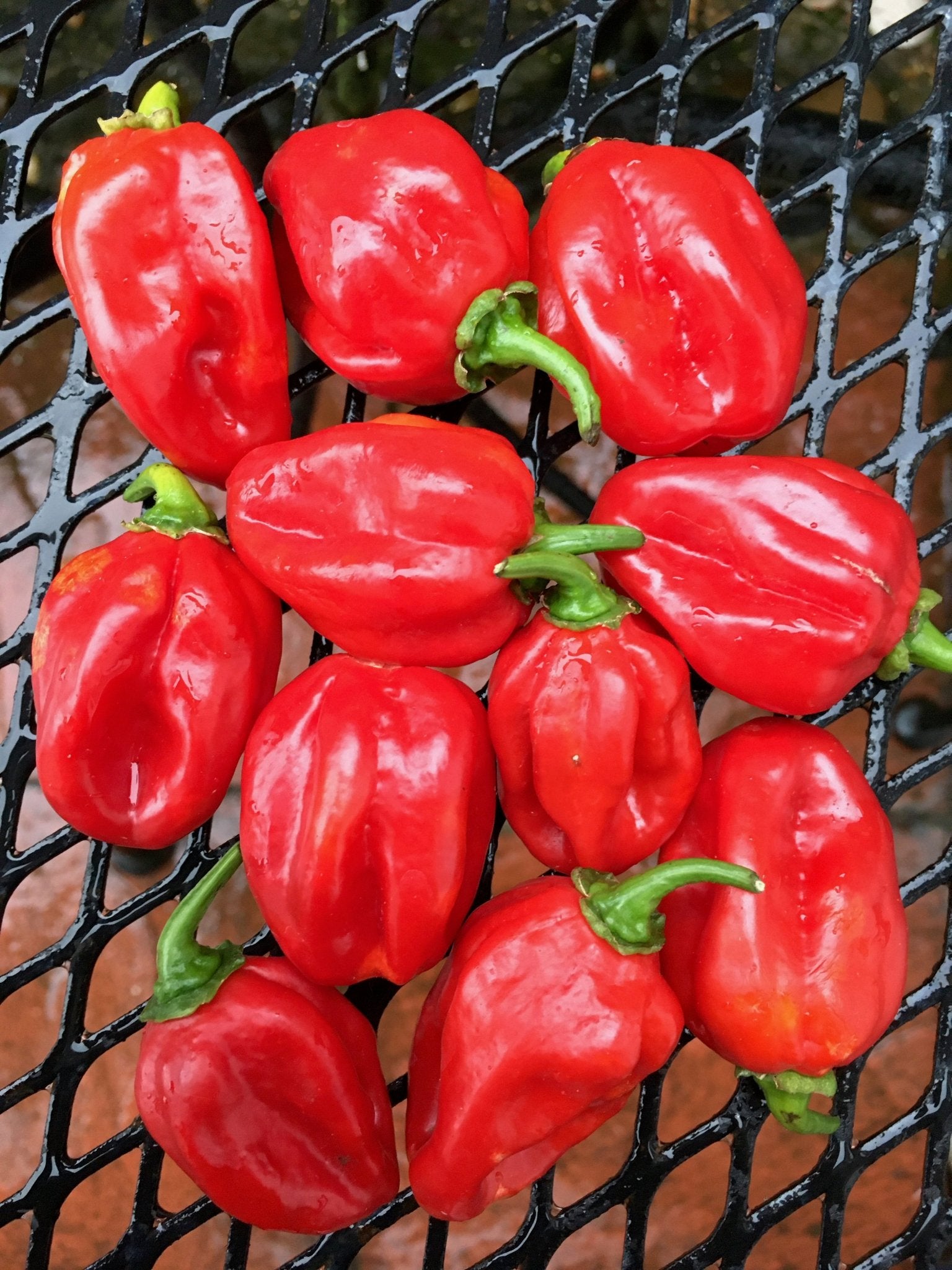 Habanero Chili Pepper on a black mesh surface.