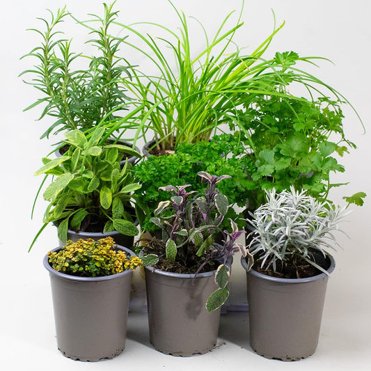 Collection of potted Herb Plants on a white background