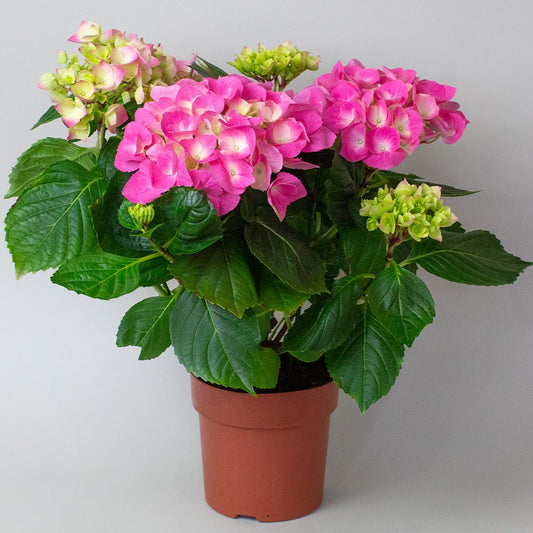 Potted plant with pink and green Pink Hydrangea   flowers on a plain background