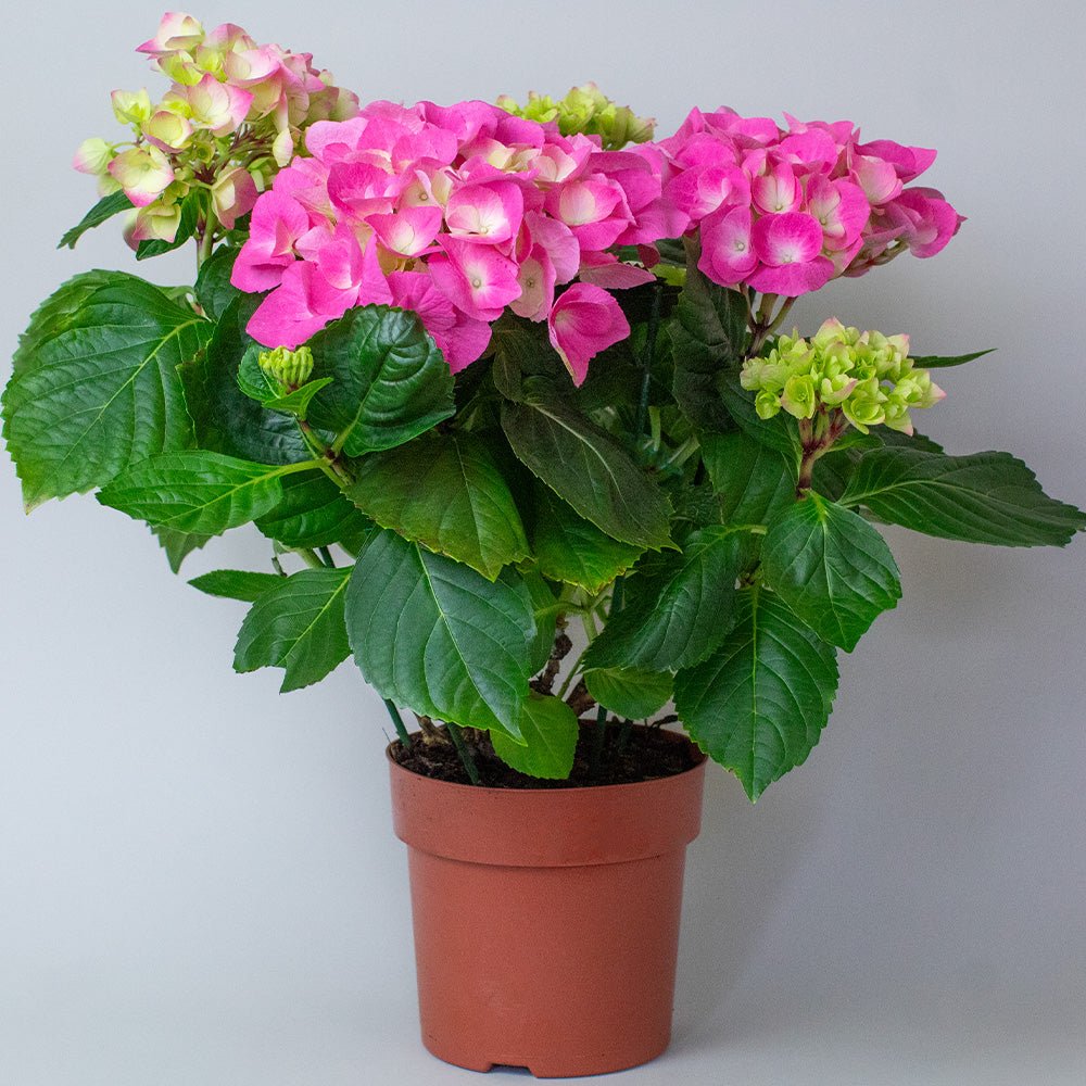 Potted Pink Hydrangea plant with pink flowers and green leaves on a light gray background