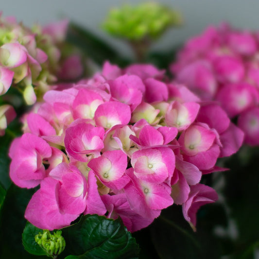 Close-up of pink Pink Hydrangea flowers with a blurred green background