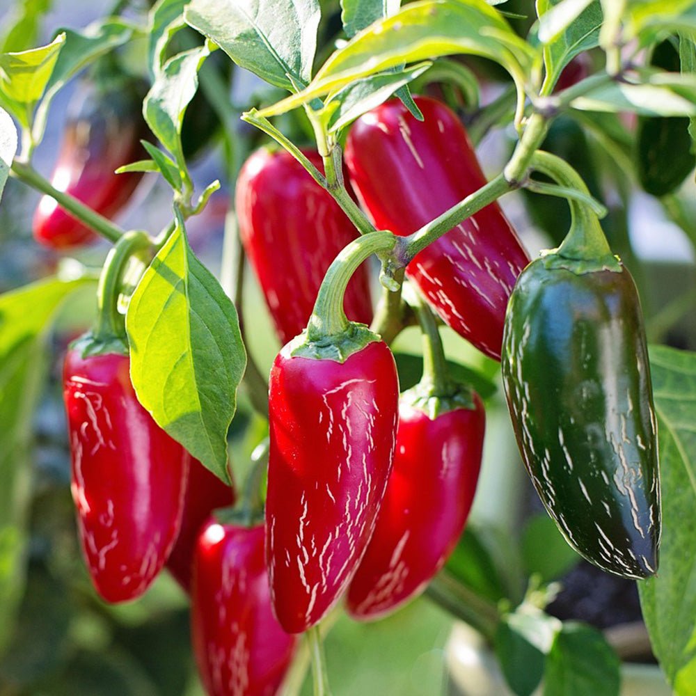 Red and green Jalapeno Chili Pepper growing on a plant with green leaves.
