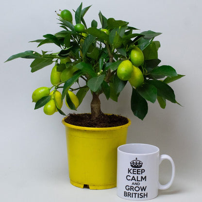 Potted lemon tree in a 13cm yellow pot with developing lemons next to a mug.