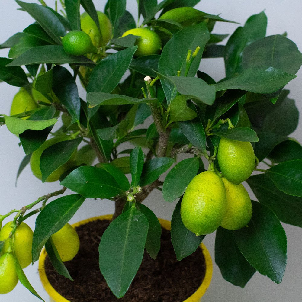 Dwarf lemon tree houseplant displaying fruit and glossy foliage.