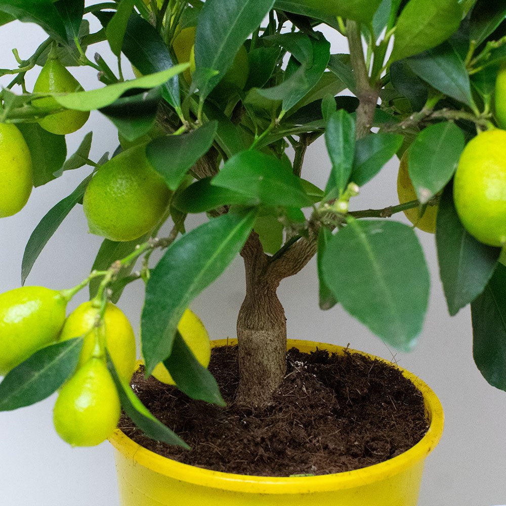 Healthy lemon tree with vibrant green leaves and fruit in a plastic pot.