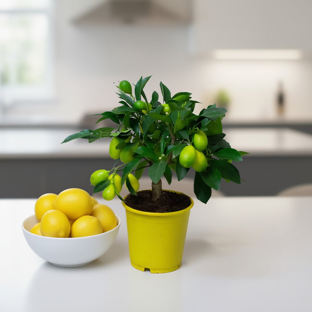 Fruit-bearing lemon tree houseplant next to a white bowl of lemons. 
