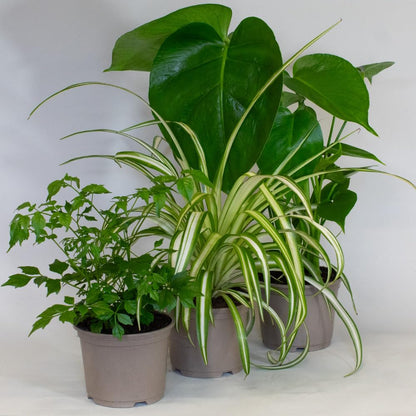 Collection of potted Low Light Indoor Plants mix  on a white surface with a light gray background
