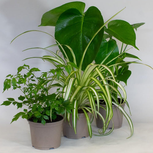 Collection of potted Low Light Indoor Plants mix  on a white surface with a light gray background