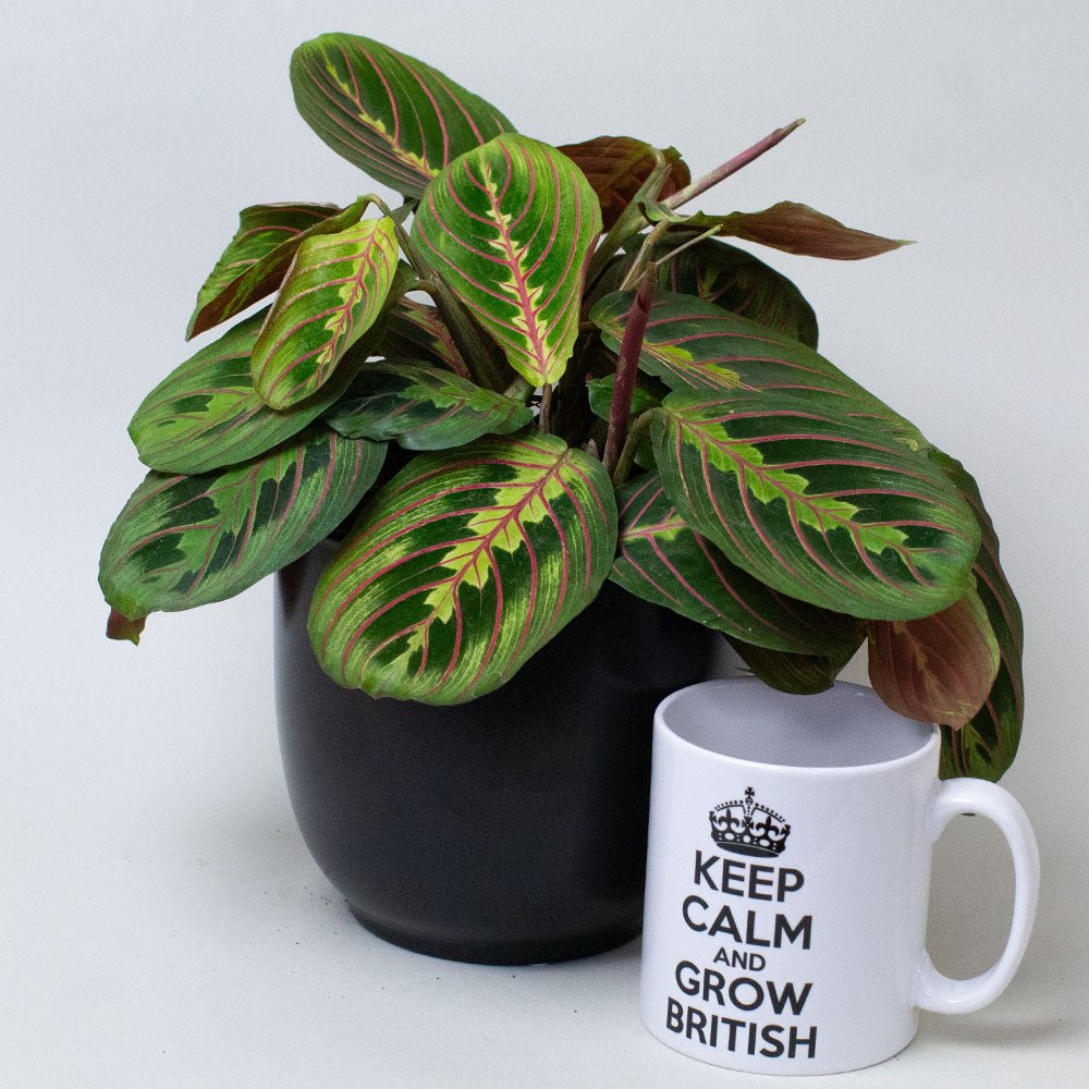 Potted Maranta Prayer Plants next to a mug with 'Keep Calm and Grow British' text on a white background