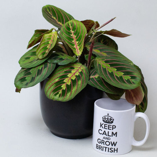 Potted Maranta Prayer Plants next to a mug with 'Keep Calm and Grow British' text on a white background