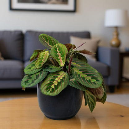Potted Maranta Prayer Plants on a table with a blurred living room background