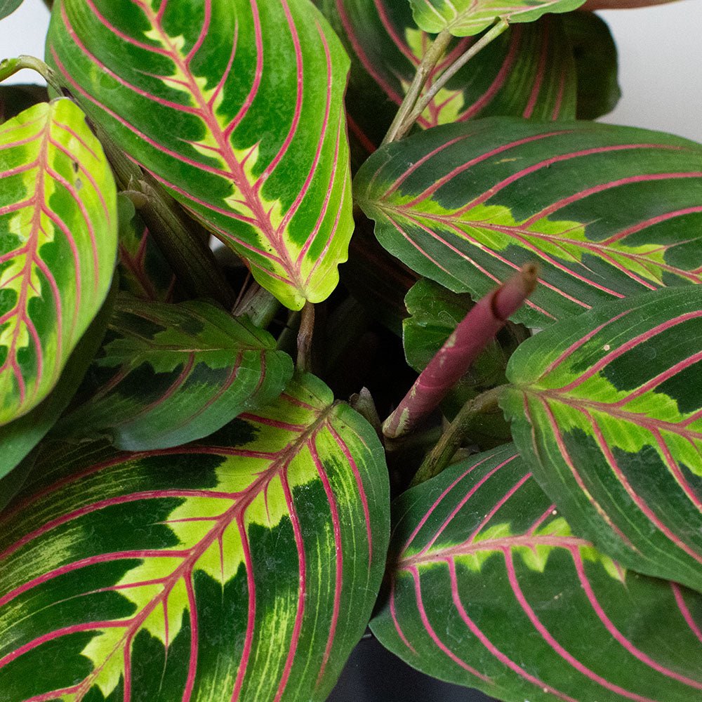 Close-up of a green leafy Maranta Prayer Plants with red and yellow veins.