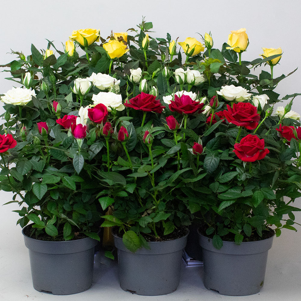 Miniature Rose plants in mixed colours growing in 10.5cm pots.