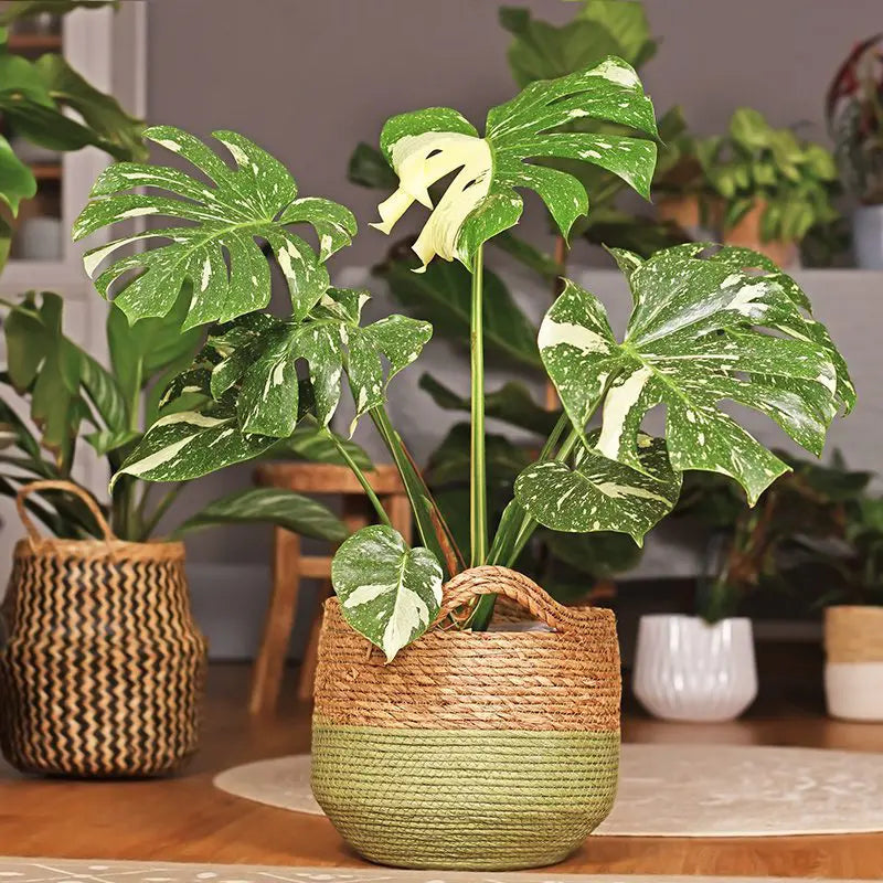 Green potted plant in a woven basket on a wooden table with other plants in the background.