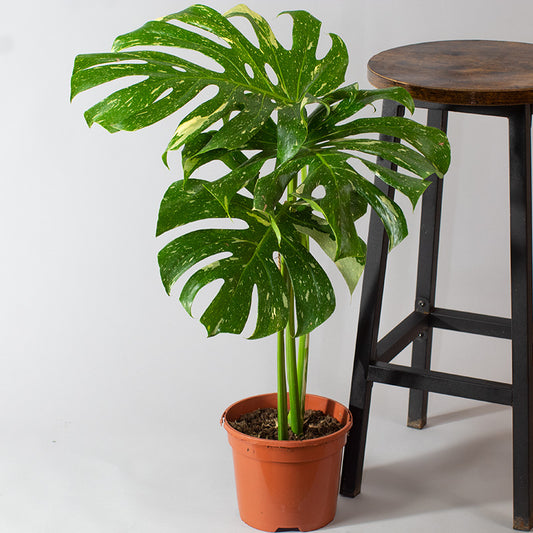 Potted Monstera Thai Constellation plant with large green leaves next to a wooden stool on a light gray background