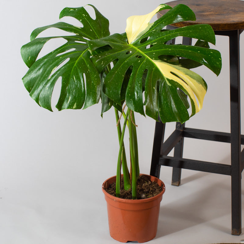 Potted Monstera Thai Constellation plant with green leaves and a yellow spot on a white background
