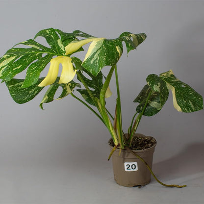 Potted Monstera Thai Constellation plant with green and yellow leaves on a gray background