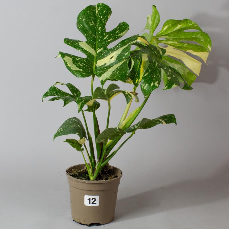 Potted Monstera Thai Constellation plant with green and yellow leaves on a gray background