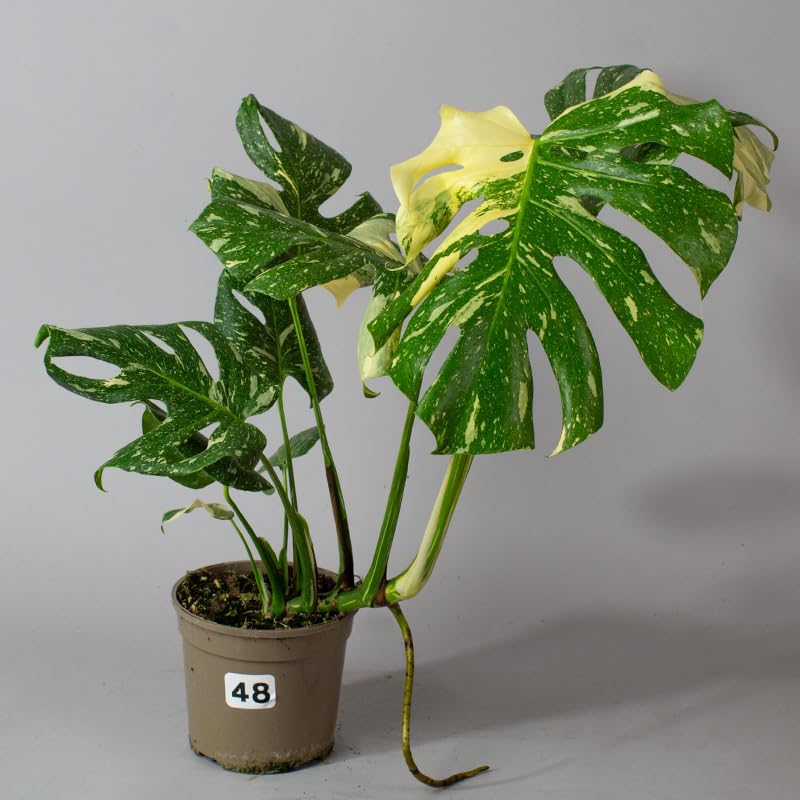 Potted Monstera Thai Constellation plant with green and yellow leaves on a gray background