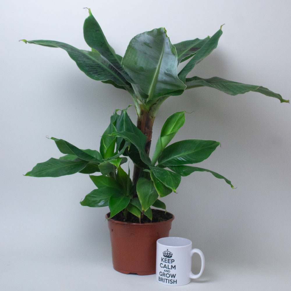 Potted Banana plant next to a mug with text on a plain background