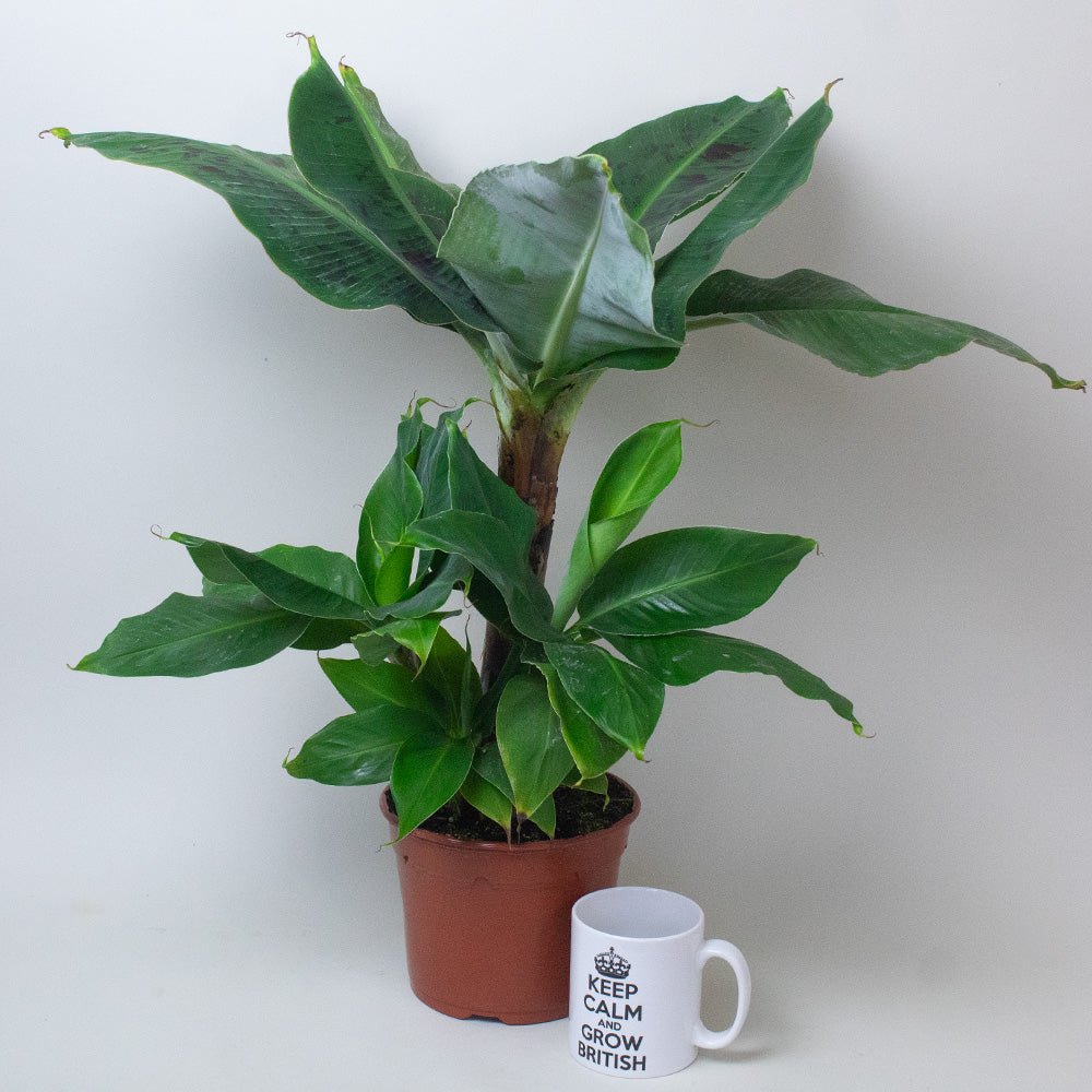 Potted Banana plant next to a white mug with text on a plain background