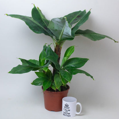 Potted Banana plant next to a white mug with text on a plain background