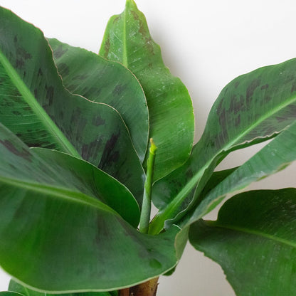 Close-up of a green Banana Plant  
with large leaves on a white background