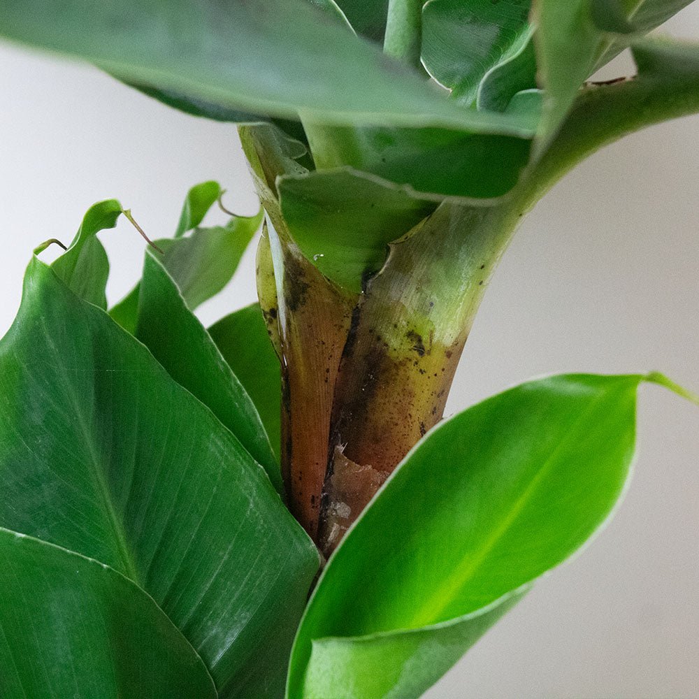 Close-up of a Banana Plant with green leaves and a brown stem on a white background