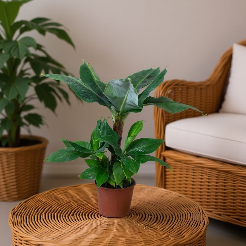 Potted Banana plant on a wicker table with a blurred background of a chair and another plant.