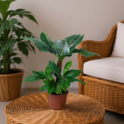 Potted Banana plant on a wicker table with a blurred background of a chair and another plant.