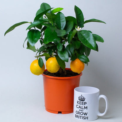 Orange tree in a 14cm pot with ripe fruit beside a white mug on a plain background.