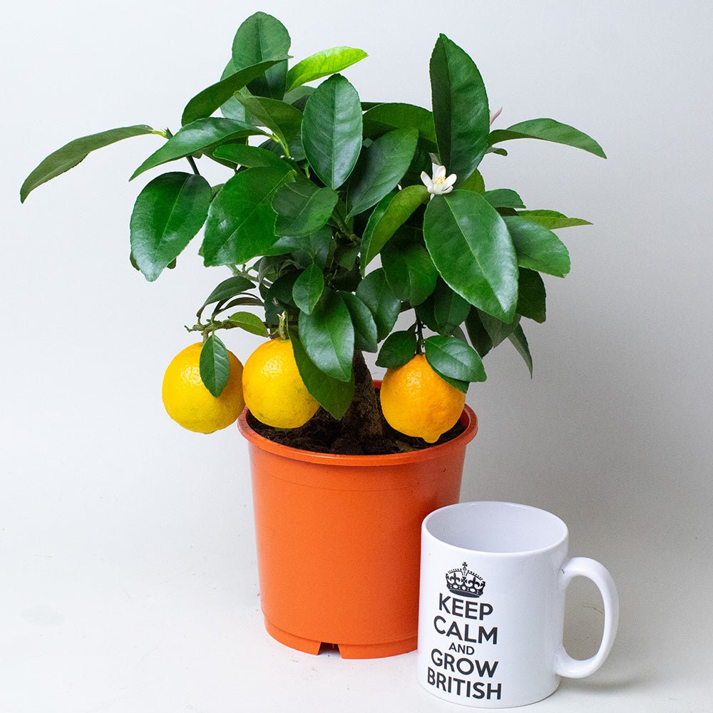 Orange tree in a 14cm pot with green foliage and ripe fruit next to a white mug.