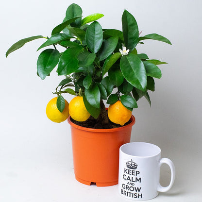Orange tree in a 14cm pot with green foliage and ripe fruit next to a white mug.