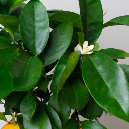 Orange tree in a 14cm pot with green foliage and white flowers
