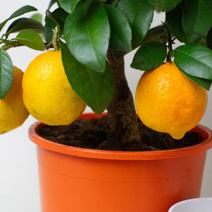 Close up of orange tree in a 14cm pot with green foliage and ripe fruit