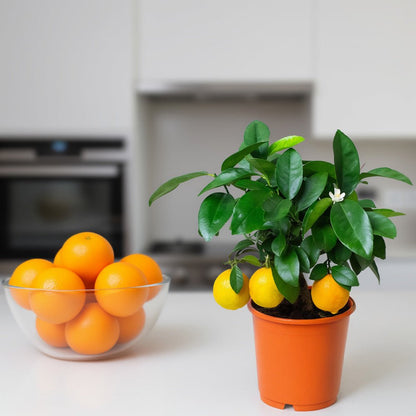 Orange tree in a 14cm pot on a kitchen counter beside a glass bowl filled with fresh oranges.