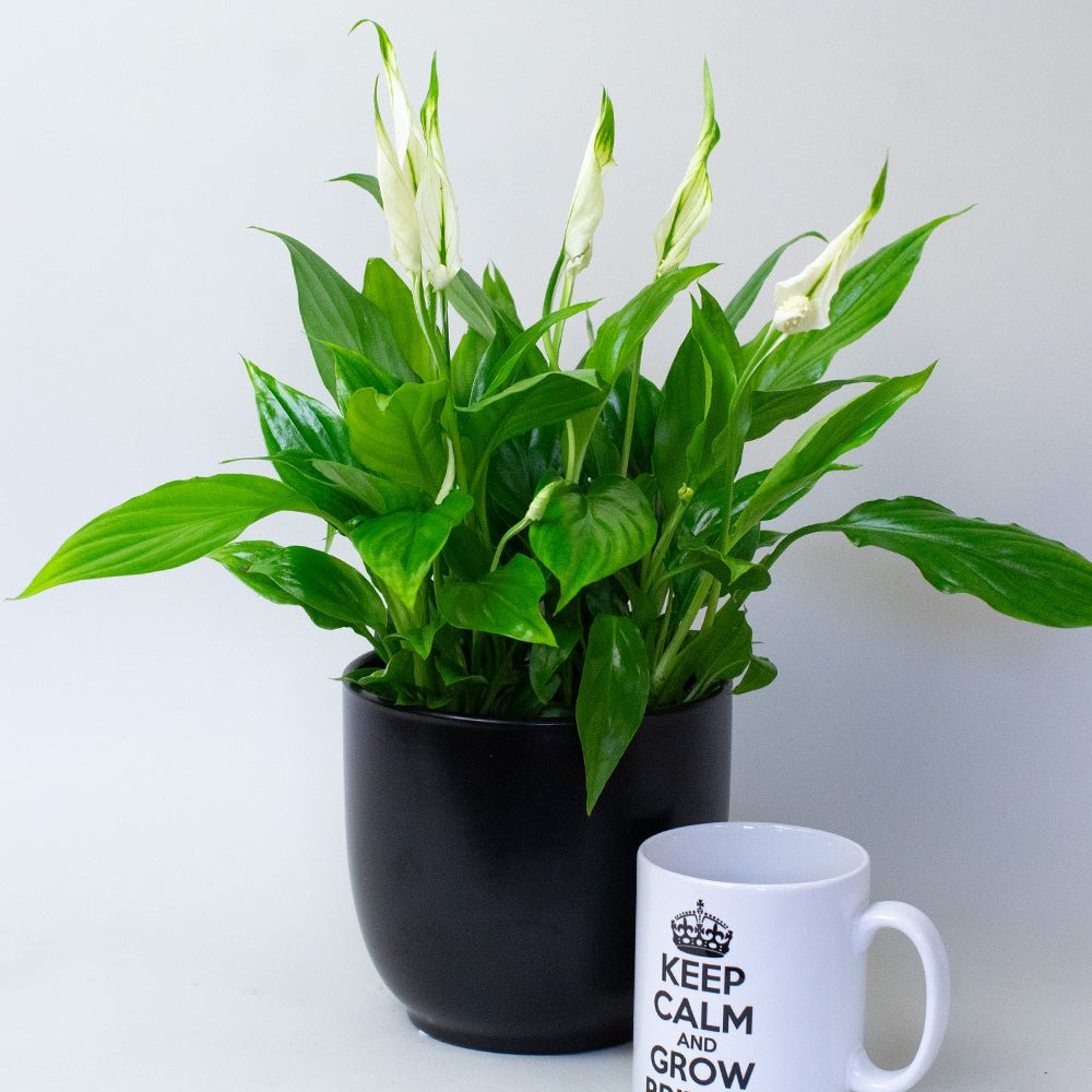 Potted Peace Lily next to a mug with text on a light grey background