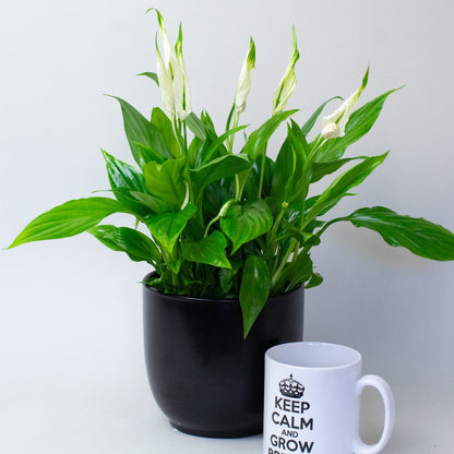 Potted Peace Lily next to a mug with text on a light grey background