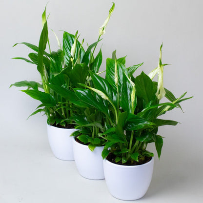 Three potted Peace Lily with green leaves and white flowers on a light grey background
