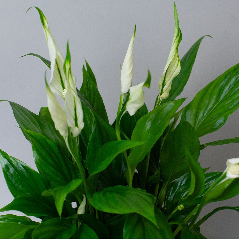 Green peace lily plant with white flowers against a grey background